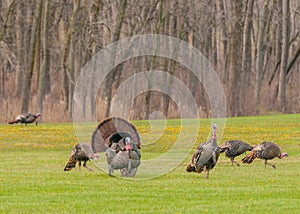 Wild Turkey (Meleagris gallopavo)