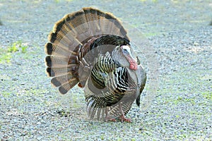 Wild Turkey (Meleagris gallopavo)