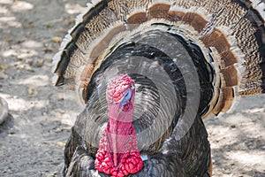 Wild turkey (Meleagris gallopavo)