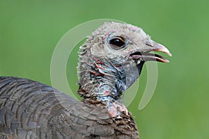 Wild Turkey (Meleagris gallopavo)