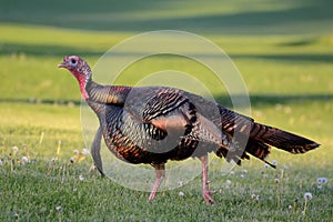 Wild Turkey (Meleagris gallopavo)