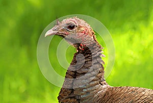 Wild turkey Meleagris gallopavo