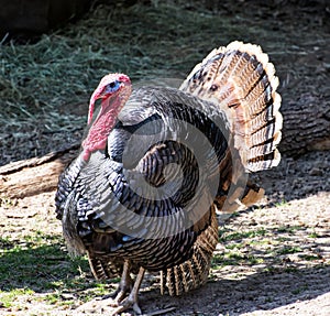 Wild turkey (Meleagris gallopavo), animal scene