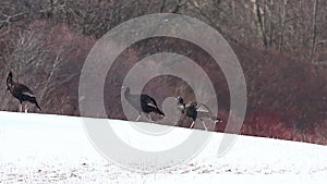 Wild Turkey, Meleagris gallopavo, flock in snowy field