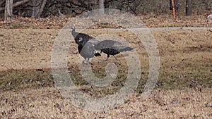 The wild turkey Meleagris gallopavo Galliformes is an upland ground bird native to North America.