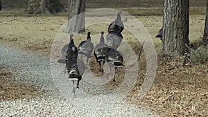 The wild turkey Meleagris gallopavo Galliformes is an upland ground bird native to North America. Birds walk freely in the park