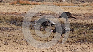 The wild turkey Meleagris gallopavo Galliformes is an upland ground bird native to North America. Birds walk freely in the park