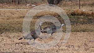 The wild turkey Meleagris gallopavo Galliformes is an upland ground bird native to North America. Birds walk freely in the park