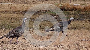 The wild turkey Meleagris gallopavo Galliformes is an upland ground bird native to North America. Birds walk freely in the park