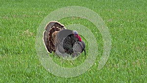 The wild turkey Meleagris gallopavo is an upland ground bird native to North America and is the heaviest member of the diverse
