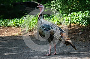 Wild Turkey