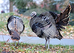 Wild turkey in Michigan during fall 2018