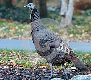 Wild turkey in Michigan during fall 2018