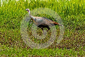 Wild Turkey Myakka River State Park