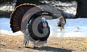 Wild turkey in nature during autumn