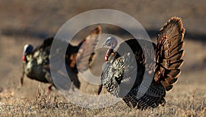 Wild turkey in nature during autumn