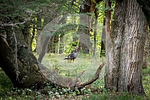 Wild Turkey In Oak Forest