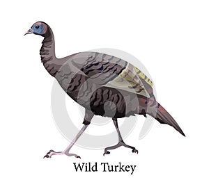 Wild turkey. Ornithology and fauna. Farm bird