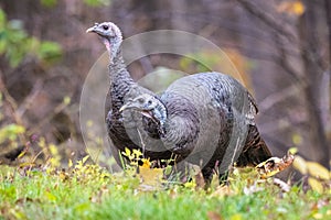 Wild Turkey Pair in Great Smoky Mountains National Park