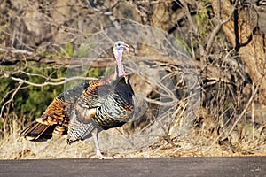 Wild Turkey in Palo Duro Canyon State Park