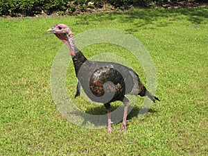 Wild Turkey