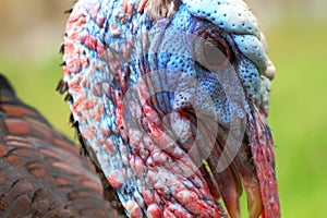 Wild turkey portrait