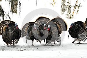 Wild Turkey`s in the snow