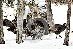 Wild Turkey`s in the snow