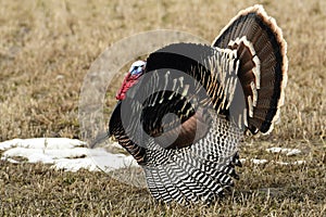 Wild Turkey`s in the snow