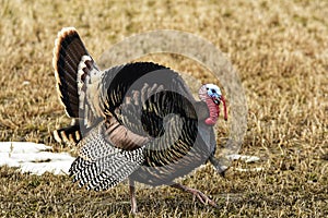 Wild Turkey`s in the snow