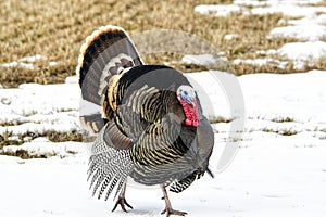 Wild Turkey`s in the snow