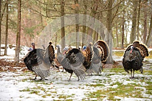 Wild Turkey`s in the snow