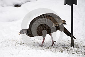 Wild Turkey scratching for food during winter