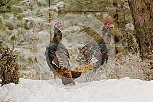 Wild Turkey in the snow