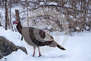 Wild turkey in the snow