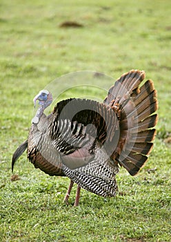 Wild Turkey Spreading Tail