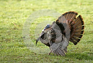 Wild Turkey Spreading Tail