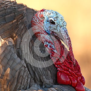 Wild Turkey In Spring Plumage