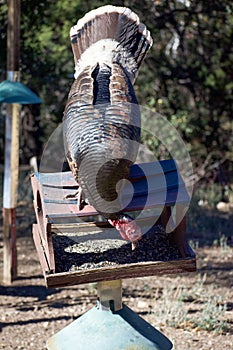 Wild Turkey stealing food from metal bird feeder