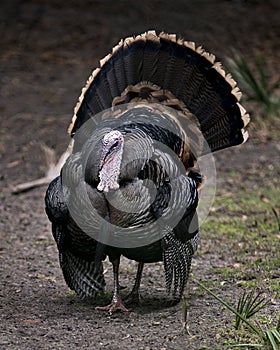 Wild turkey stock photos. Wild turkey close-up profile front view, enjoying its environment and habitat exposing its body, fan out