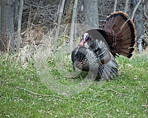 Wild Turkey Strutting