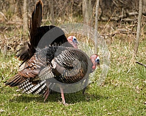 Wild Turkey Strutting photo