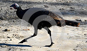 Wild turkey strutting across dirt road