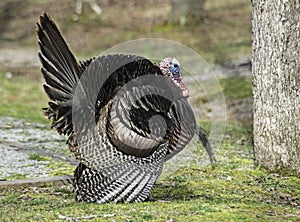 Wild Turkey strutting around the campground of Cades Cove in the Smoky Mountains.