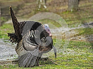 Wild Turkey strutting around the campground of Cades Cove in the Smoky Mountains.