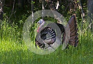 A Wild turkey strutting through the meadow