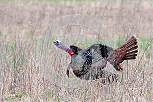 Wild turkey strutting through the meadow