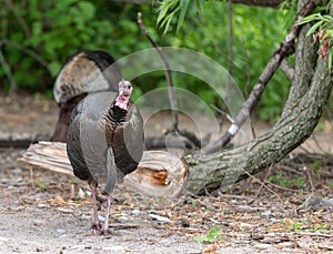 Wild turkey strutting in the park