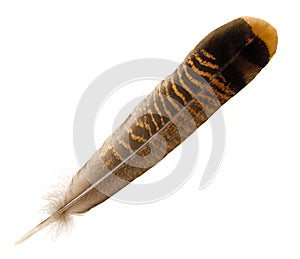 Wild Turkey Tail Feather