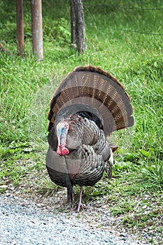 Wild Turkey in Tennessee